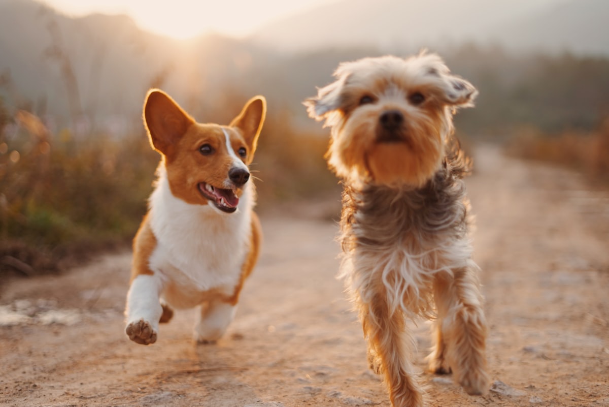 Cachorros felizes correndo em área aberta